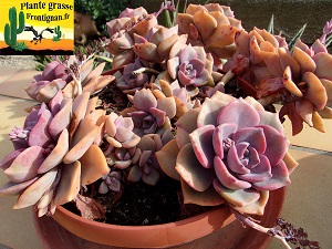 Graptoveria Mrs Richards