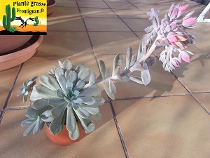 Graptoveria Pachanga