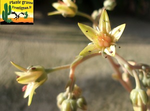 Graptoveria Parabellum