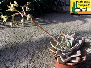 Graptoveria Parabellum