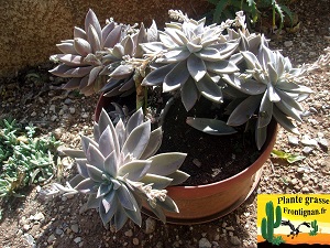 Graptoveria Parme