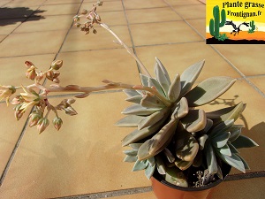 Graptoveria Parme