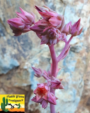 Graptoveria Petites Levres