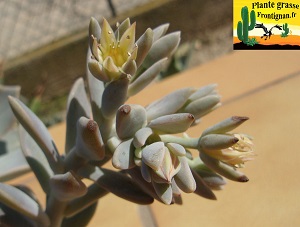 Graptoveria Porcelaine