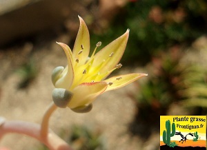 Graptoveria Rudia