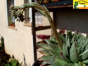 Graptoveria Silver Star