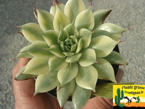 Graptoveria Silver Star