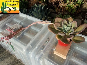 Graptoveria Soir d'Automne