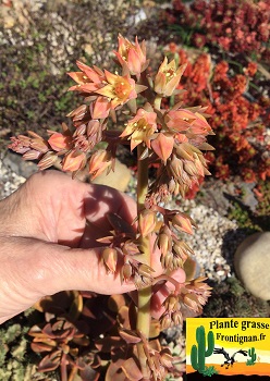 Graptoveria Tentation