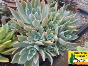 Graptoveria Waterlily