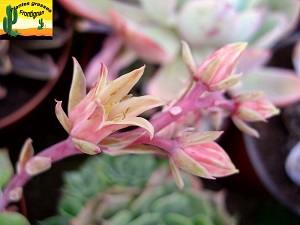 Graptoveria filiferum x laui