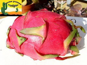 Pitaya