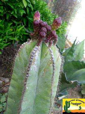 Isolatocereus dumortieri