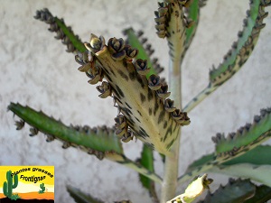 Kalanchoe Houghtonii