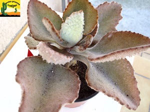 Kalanchoe beharensis Fang