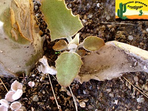 Kalanchoe beharensis