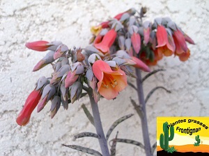 Kalanchoe delagoensis