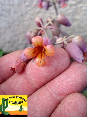 Kalanchoe fedtchenkoi