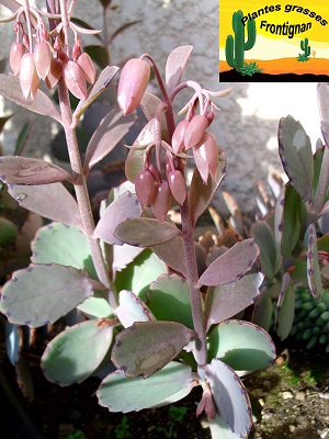 Kalanchoe fedtschenkoi