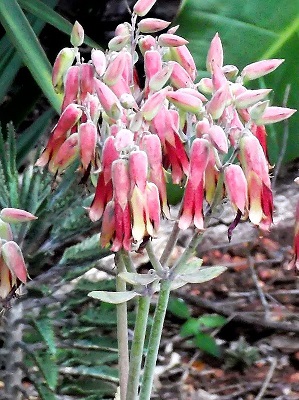 Kalanchoe gastonis bonnieri