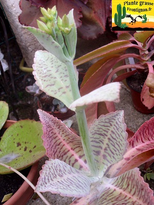 Kalanchoe gastonis bonnieri