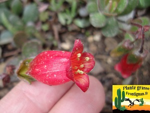 Kalanchoe gracelipes