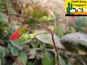 Kalanchoe gracelipes