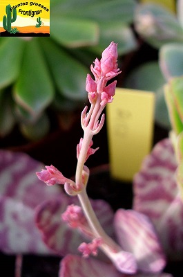 Kalanchoe humilis