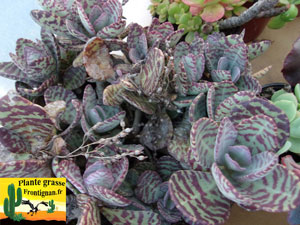 Kalanchoe humilis