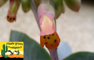 Kalanchoe laxiflora