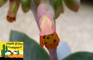 Kalanchoe laxiflora