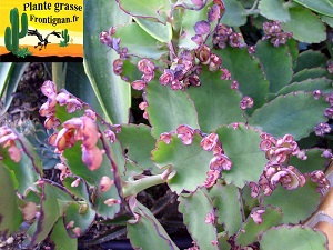 Kalanchoe laxiflora