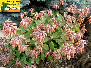 Kalanchoe laxiflora