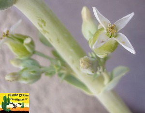 Kalanchoe luciae