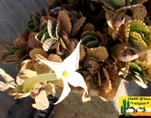 Kalanchoe marmorata