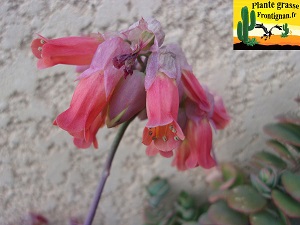 Kalanchoe marnieriana