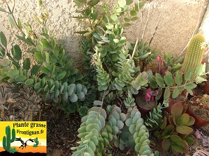 Kalanchoe marnieriana