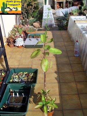 Kalanchoe pinnata