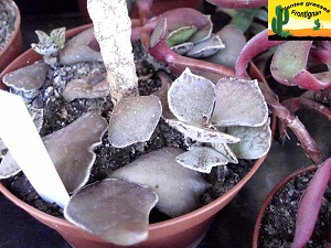 Kalanchoe rhombopilosa