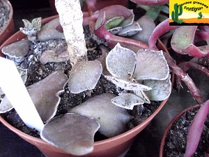 Kalanchoe rhombopilosa