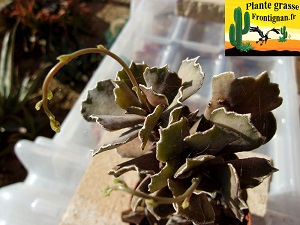 Hampe de Kalanchoe rhombopilosa