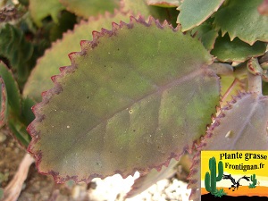 Kalanchoe serrata