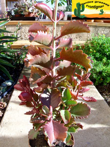 Kalanchoe sexangularis