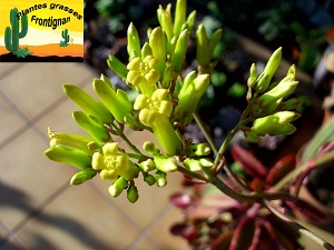 Kalanchoe sexangularis