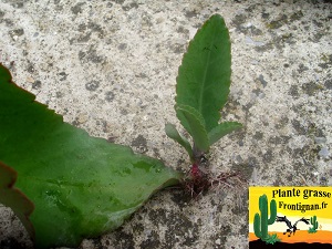 Kalanchoe suarezensis