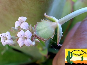 Kalanchoe synsepala