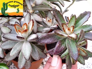 Kalanchoe tomentosa Chocolate Soldier