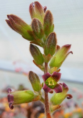 Kalanchoe tomentosa Chocolate Soldier