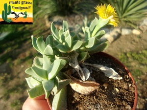 Machairophyllum brevifolium