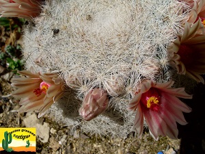 Mammillaria candida